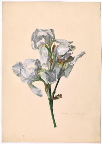 Leopold Zinnögger, Fliederfarbene Iris, 1835, Aquarell auf Papier, 48 × 33,8 cm, Schenkung Samm ...