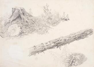 Theodor Alphons, Baumstudien. Stumpf und Stamm, 1882/1894, Bleistift auf Papier, 20,4 × 28,8 cm ...