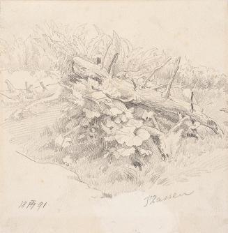 Theodor Alphons, Plassen. Gehölz mit Vegetation, 1891, Bleistift auf Papier, 14,8 × 14 cm, Belv ...