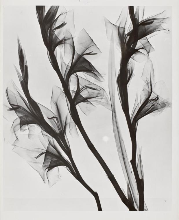 Herbert W. Franke, Röntgen-Weichstrahlen Schnittblumen, undatiert, Darstellungsmaße: 27,2 × 22, ...