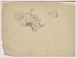 Franz von Matsch, Rosenstudie, um 1880/1890, Bleistift, 17,8 x 23,7 cm, Belvedere, Wien, Inv.-N ...