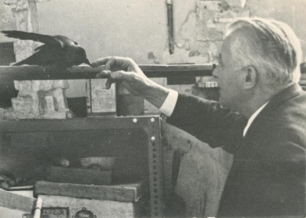 Fritz Wotruba mit seiner Dohle Hansi in seinem  Atelier in der Böcklinstraße in Wien