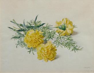 Carlos Riefel, Gelbe Nelken, 1959, Aquarell auf Papier, 33 x 42 cm, Belvedere, Wien, Inv.-Nr. 8 ...