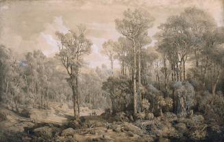 Joseph Selleny, Australischer Wald, Kohle, Röthel, Deckweiß, gelblich laviert, auf Papier auf L ...