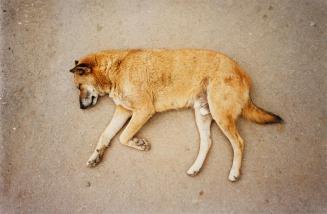 Hermann Staudinger, Hund  (Hl. Hieronymus), Nepal, 2003, Analogprint kaschiert auf Aluminium, 1 ...
