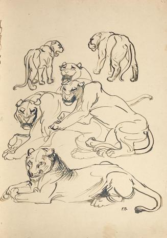 Franz Barwig d. Ä., Sechs Pumas, um 1914, Tusche auf Papier, 61 x 44 cm, Belvedere, Wien, Inv.- ...
