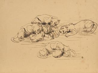 Franz Barwig d. Ä., Raufende Sundapanther, 1906/1907, Tusche auf Papier, 30 x 40 cm, Belvedere, ...