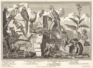 Salomon Kleiner, Papageien und Affen, 1734, Radierung, Druck in Schwarz auf Papier, Dauerleihga ...