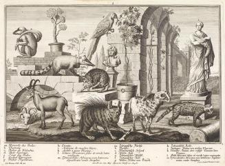 Salomon Kleiner, Hyäne, Wildkatzen, Nasenbär, 1734, Radierung, Druck in Schwarz auf Papier, Dau ...