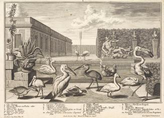 Salomon Kleiner, Wasservögel, 1734, Radierung, Druck in Schwarz auf Papier, Dauerleihgabe aus P ...