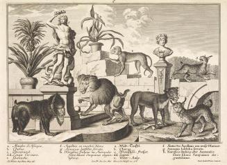 Salomon Kleiner, Affen und Wildkatzen, 1734, Radierung, Druck in Schwarz auf Papier, Dauerleihg ...