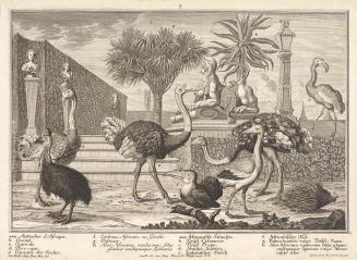 Salomon Kleiner, Strauße, Kasuar, Stachelschwein, 1734, Radierung, Druck in Schwarz auf Papier, ...