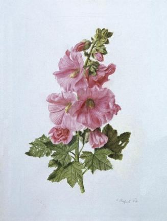 Carlos Riefel, Rosa Malve, 1987, Aquarell auf Papier, 56,5 × 42,5 cm, Belvedere, Wien, Inv.-Nr. ...