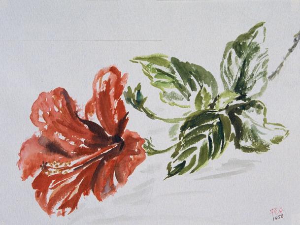 Fritzi Ecker-Houdek, Hibiskusblüte, 1958, Wasserfarbe auf Papier, 17 x 21,5 cm, Belvedere, Wien ...