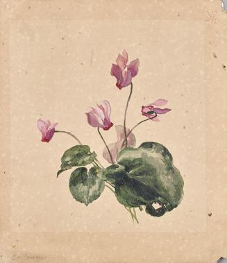 Anton Hartinger, Cyklamen, undatiert, Aquarell auf braunem Papier, 19,8 × 17 cm, Belvedere, Wie ...